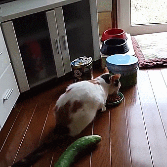 cat-vs-cucumber6