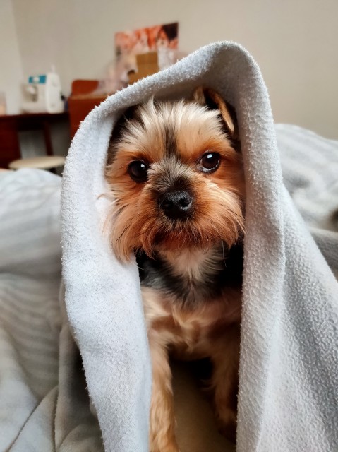 Филимон