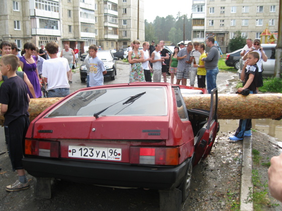 сосна упала