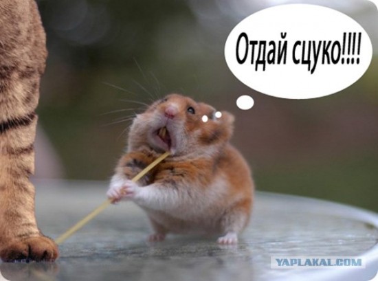 otday