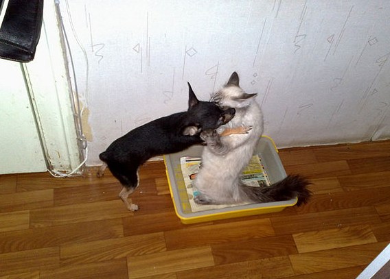 Котопес
