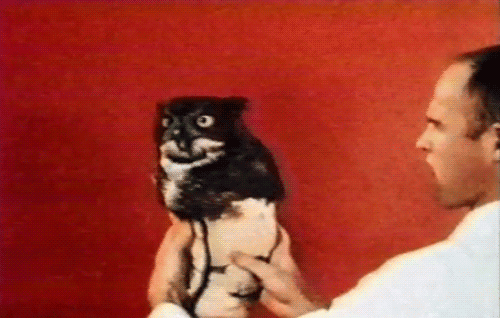 Сова