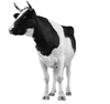 animals079
