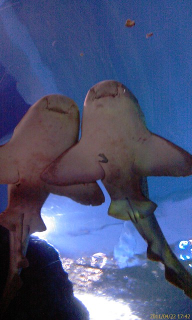 IMAG0271