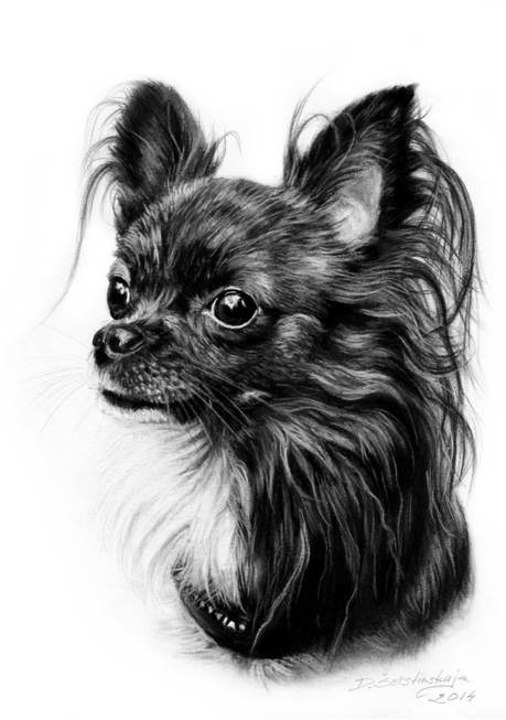 Chihuahua (16)