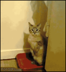 Privacy_cat