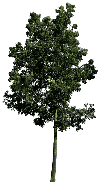 png-clipart-of-green-leaf-tree-populus-nigra-tree-landscape-architecture-landscaping-best-free-tree-