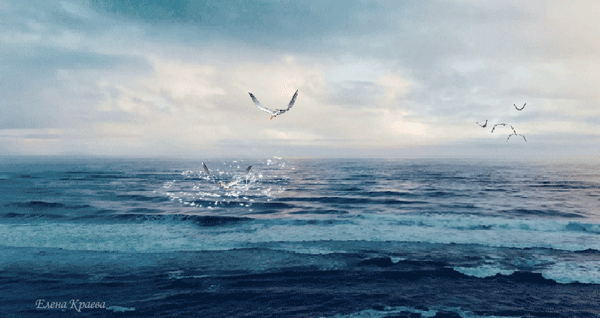 Море,-чайки-2