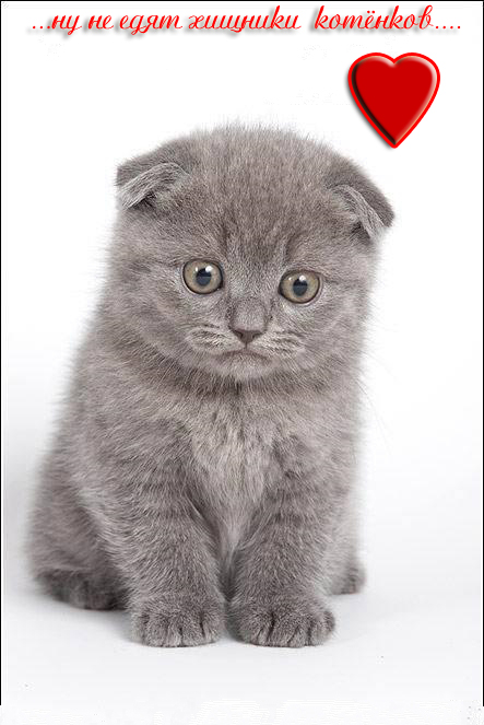 Котёнок копия
