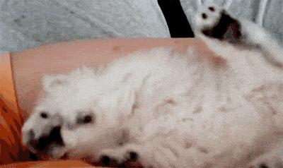 cute-cat-funny-scared