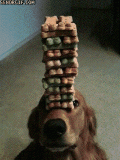 funnygifsthebestreasontohaveadog