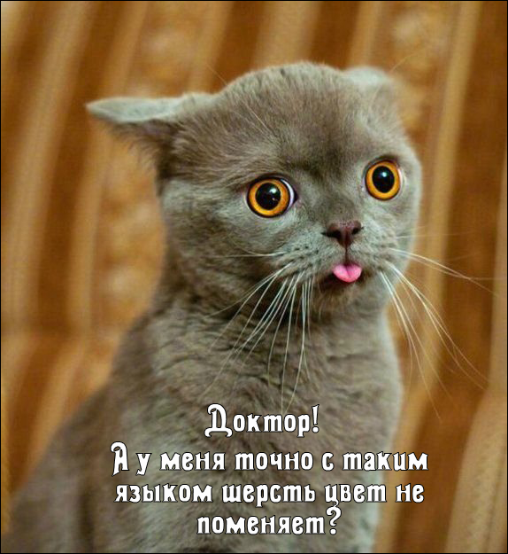 турнир котоматриц_1 тур