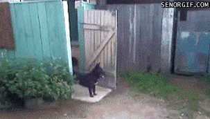 happy-cat-fun-gif-animation7