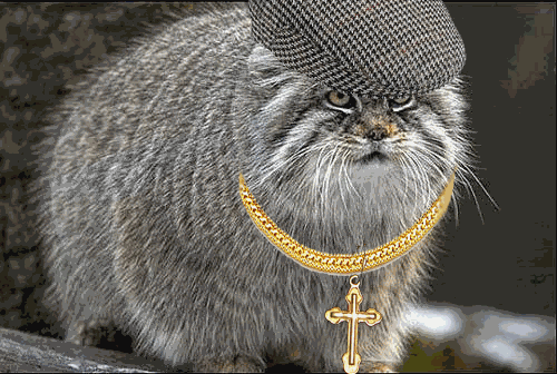 котэ