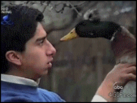Mallard_nose