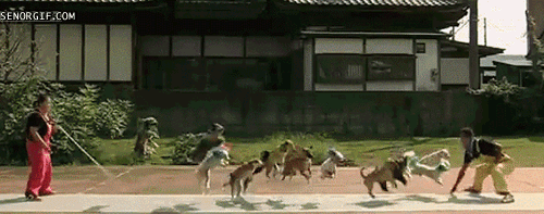 funny-gifs-jumping-dogs