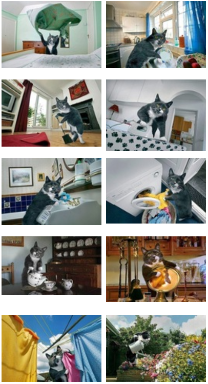 кот
