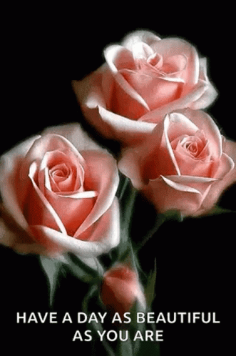 roses-blooming-roses