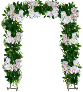 _orhidei2_yapfiles.ru