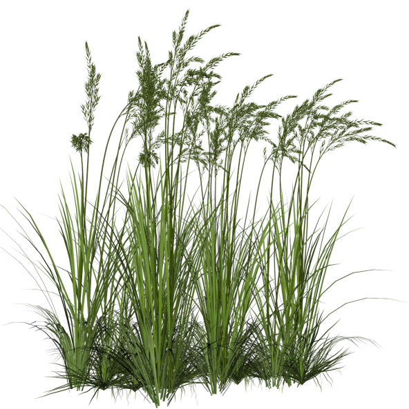 grass1_alegionstock_yapfiles.ru