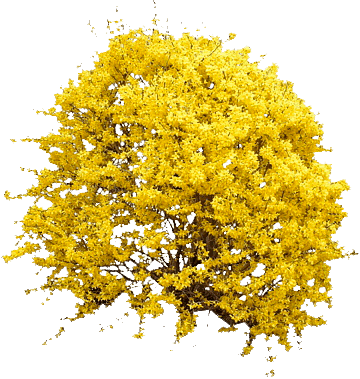 pngtransparentyellowpetaledflowersillustrationshrubforsythiaflowertreebloomingforsythiab_yapfiles.ru