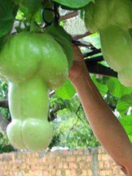 plant-fail-grow-from-tree-phallus+