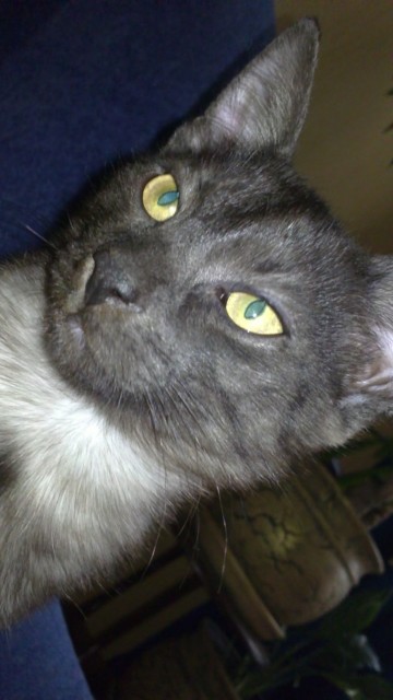 Кот