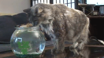 акула_и_котэ