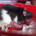 SAM_0911