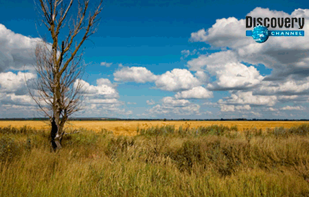поле1441