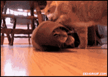 1319699909_gifs_02