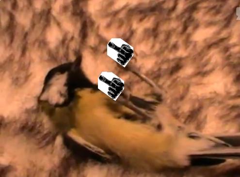 птиц