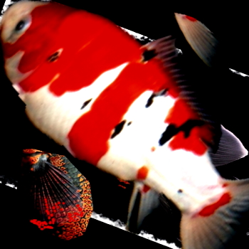 karp5115