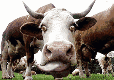 Cow-Showing-Tongue-Funny-Gif-Picture