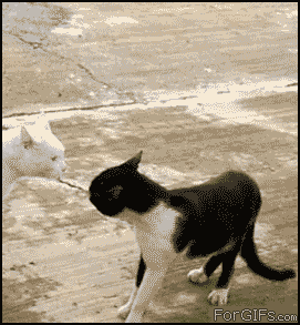 котэ