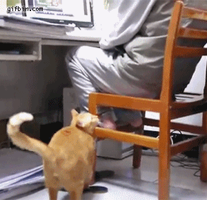 1321036635_cat_wants_attention