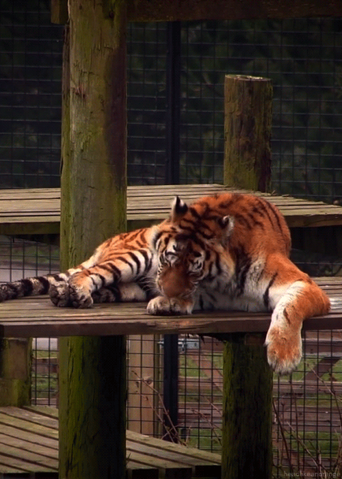 tiger