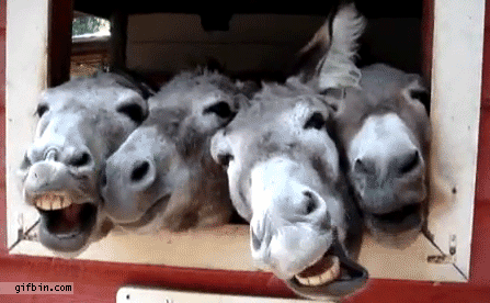 1318871483_donkeys
