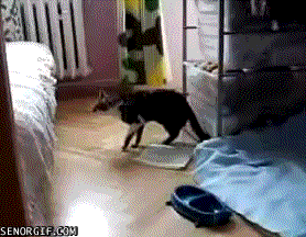 catupp1[1]