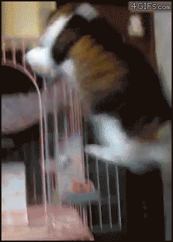 коте
