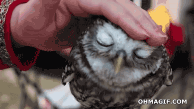 super-cute-owl (1)