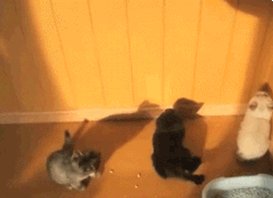 three-cats-crash