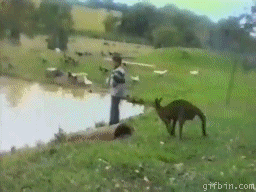 kangaroo-push