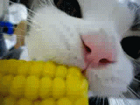 4-Cat corn om nom nom