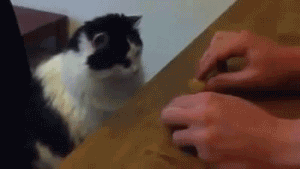 dd172b0aa188a7bd1e812690e919cdf8