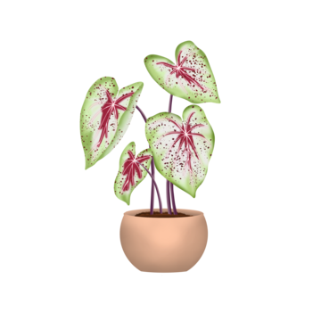 pngtree-miss-muffed-caladium-plant-png-image_6487625