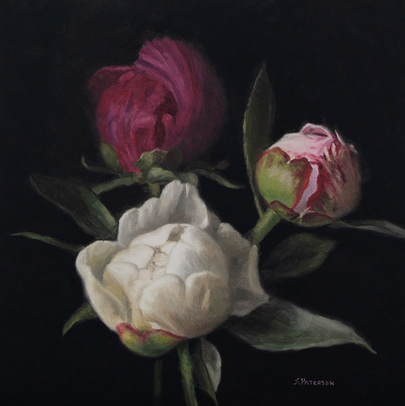 paterson_Red_WhiteandPinkPeonyBuds