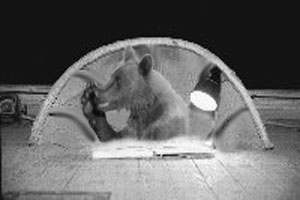 мижко- суфлер