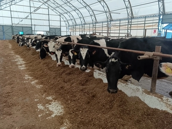 IMG_20250325_221154_58