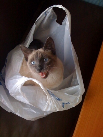 Ан Фин Сон Ча